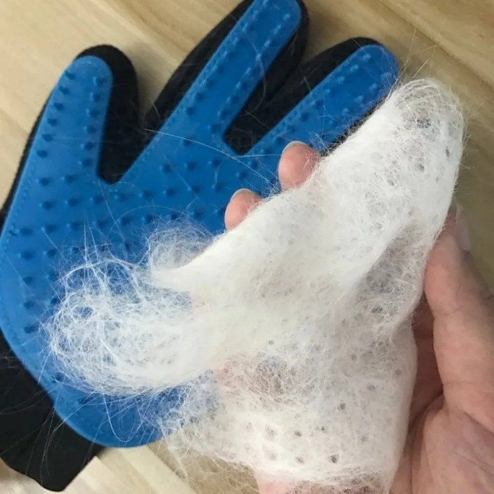 Gato de estimação cão aliciame - Hair Spa Wellness avaliação e preço