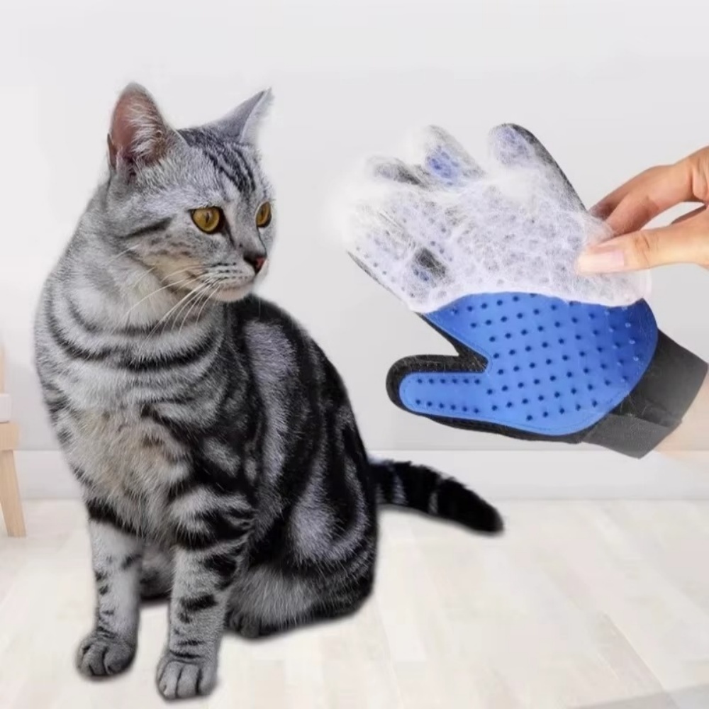 Gato de estimação cão aliciame - Hair Spa Wellness avaliação e preço